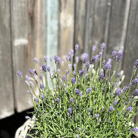 Apartament Nardin Mellau